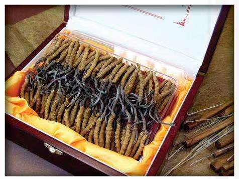 永兴冬虫夏草回收